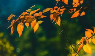 2020秋分几点几分(2020秋分时间)