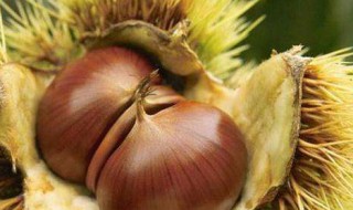 板栗怎么保存久一点不坏（板栗怎么保存时间久）