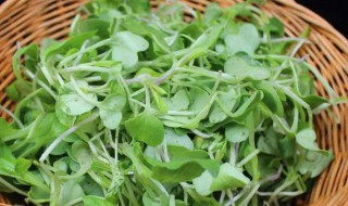 萝卜苗怎么保存不坏(萝卜苗怎么保存时间长)