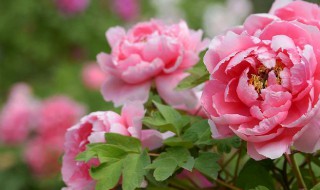 牡丹花有白虫怎么处理（牡丹花有白虫怎么处理干净）