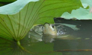 钓草鱼用什么好钓 钓草鱼用什么钓法