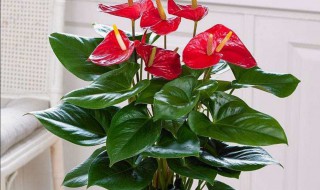 红掌放在家中什么位置好（家里千万不能养红掌）