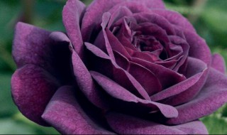 紫色代表什么意思 男人喜欢紫色代表什么意思