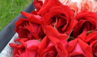 19朵粉色玫瑰花代表什么意思 19朵粉色玫瑰花代表什么意思玫瑰的花语