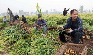 生姜的种植时间和方法 生姜的种植时间和方法南方