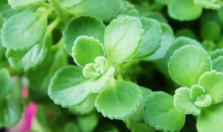 碰碰香的养殖方法 植物碰碰香的养殖方法