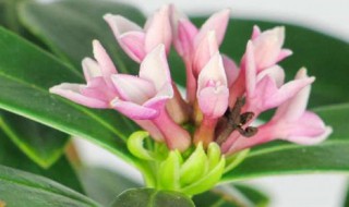 瑞香的养殖方法和注意事项(夏天金边瑞香的养殖方法和注意事项)