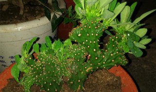 麒麟掌的养殖方法和注意事项(麒麟掌的养殖方法和注意事项麒麒麟山影)