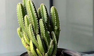 万重山的养殖方法和注意事项(万重山的养殖方法和注意事项有哪些)