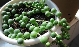 佛珠吊兰的养殖方法和注意事项（佛珠吊兰的扦插方法）