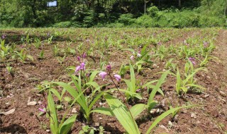 白芨种植的方法（白芨种植的方法和过程）