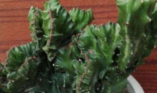 玉麒麟的养殖方法和注意事项 玉麒麟的养殖方法和注意事项换盆