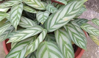 飞羽竹芋的养殖方法（飞羽竹芋的养殖方法能上啤酒）