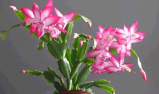 蟹爪莲的养殖方法和注意事项 蟹爪莲的养殖方法和注意事项视频