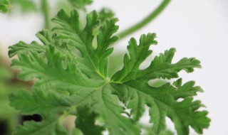 驱蚊草的养殖方法 驱蚊草的养殖方法与注意事项