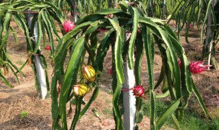 火龙果家庭种植方法 火龙果家庭种植方法图片