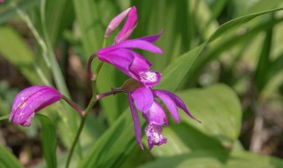 种植白芨的方法(怎样种植白芨技术)