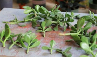 玉树扦插生根最快方法（夏天玉树扦插生根最快方法）