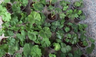 天竺葵扦插方法与时间（天竺葵扦插方法与时间及注意）