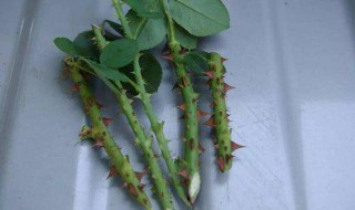 扦插月季的快速生根方法 土豆扦插月季的快速生根方法