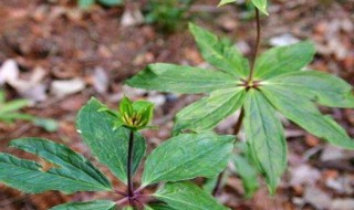 七叶一枝花的种植方法（七叶一枝花的种植方法及注意事项）