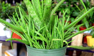 芦荟怎么做面膜（新鲜芦荟怎么做面膜）