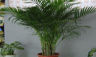 夏威夷竹子的养殖方法和注意事项(夏威夷竹子的养殖方法和注意事项红豆杉怎么养)