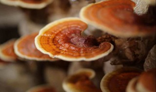 灵芝粉食用方法（灵芝的食用方法及吃法）