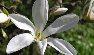 白玉兰花的养殖方法 白玉兰花的养殖方法冬天怎么办