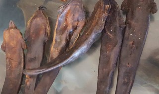 鹿尾巴的功效与作用及食用方法 鹿尾巴的功效与作用及食用方法巴