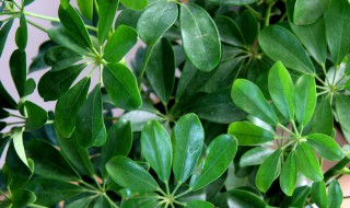 鸭脚木的扦插方法 鸭脚木的扦插方法与季节