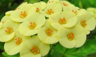 刺梅的养殖方法和注意事项（小叶刺梅的养殖方法和注意事项）