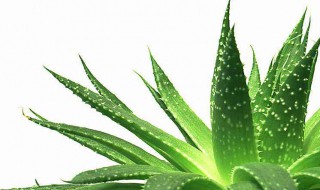 新鲜芦荟祛痘方法（新鲜芦荟祛痘方法图片）