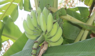 青香蕉催熟最快方法（青香蕉催熟最快方法 酒精）