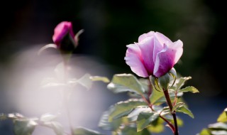 月季扦插时间及方法（月季扦插时间及方法图）