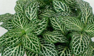 网纹草的养殖方法和注意事项 网纹草喜阴还是喜阳