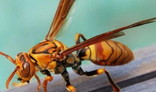 蜂子蛰了怎样消肿止痛 蜂子蛰了怎样消肿止痛小偏方