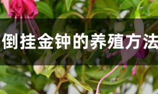 倒挂金钟的养殖方法和注意事项(夏天倒挂金钟的养殖方法和注意事项)