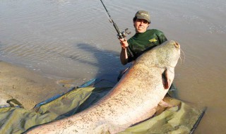 钓大鲶鱼绝杀方法（鲶鱼最爱吃的10种食物）