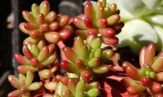 虹之玉的养殖方法(虹之玉的养殖方法和注意事项)