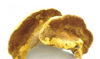 桑黄的食用方法 桑黄的食用方法用量