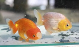 兰寿金鱼饲养技巧（兰寿金鱼饲养技巧水温）