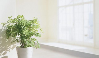 科学去甲醛的最好办法（科学去甲醛的最好办法央视）