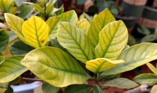 花叶子老是发黄怎么办 花叶子总是黄是什么原因