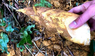 挖冬笋技巧绝招（挖冬笋技巧绝招图解）