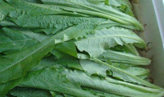 油麦菜种植方法 油麦菜种植方法和时间几月播种