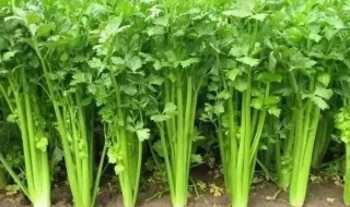 芹菜的种植方法和时间（北方芹菜的种植方法和时间）