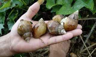 蜗牛的养殖方法（蜗牛的养殖方法如何饲养蜗牛）