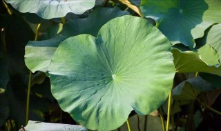 荷叶减肥的具体方法 荷叶和什么搭配最减肥