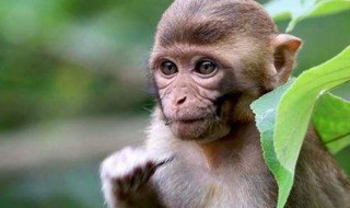 猴和猪相配婚姻如何 猴和猪相配婚姻如何1980年和1984年